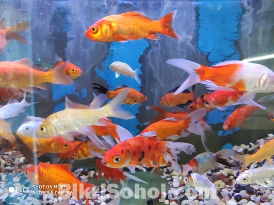 Aquarium Fish sale